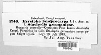 Phyllactinia fraxini image